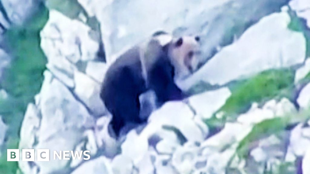 Bear fight on cliff-edge ends in deadly fall