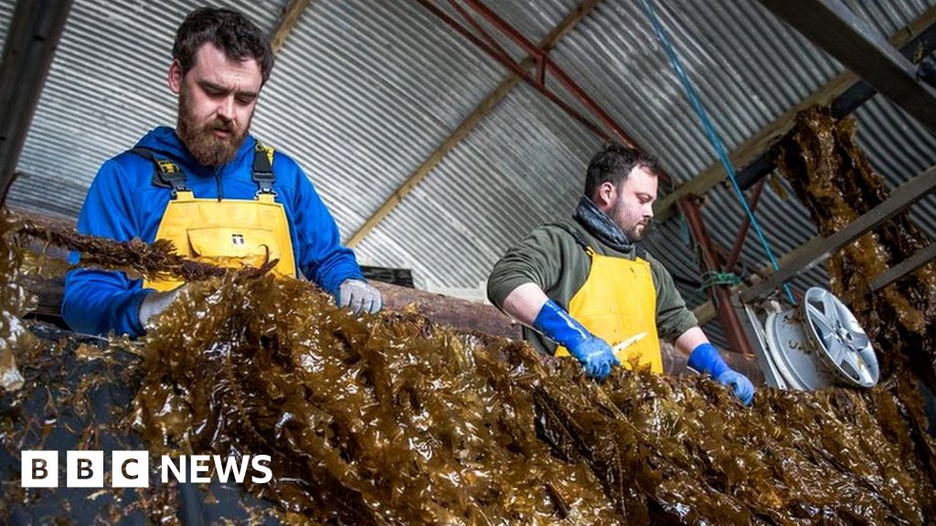 The plans for giant seaweed farms in European waters The plans for giant seaweed farms in European waters