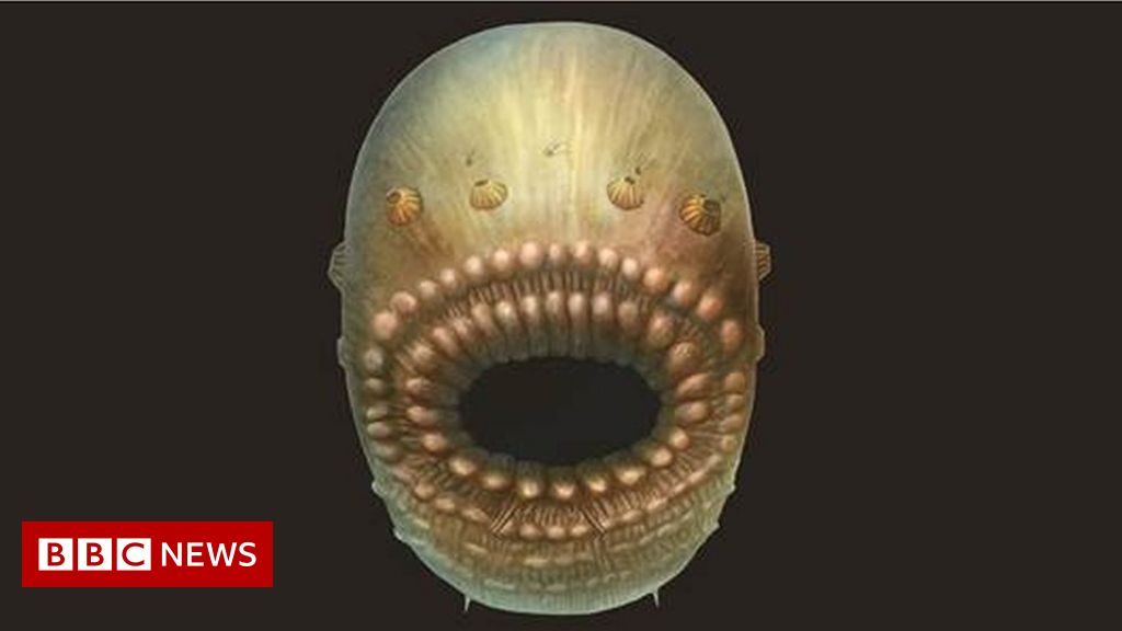 Mystery of half-billion year old creature with no anus solved