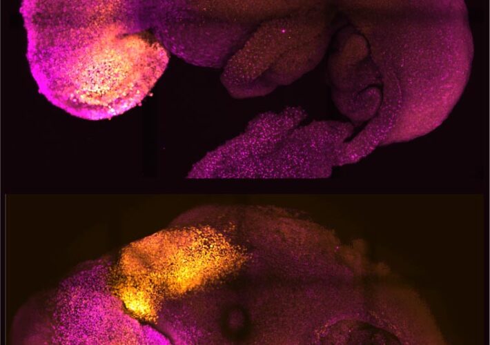 Scientists Grow “Synthetic” Mouse Embryo – With Brain and Beating Heart – From Stem Cells
