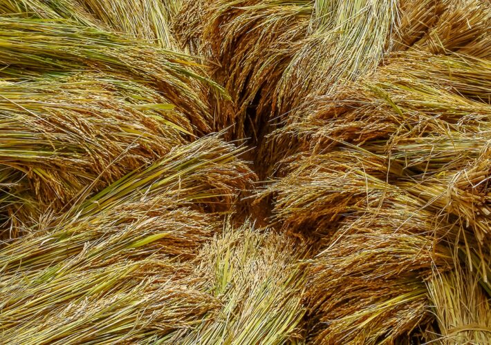 The Long, Leguminous Quest to Give Crops Nitrogen Superpowers The Long, Leguminous Quest to Give Crops Nitrogen Superpowers