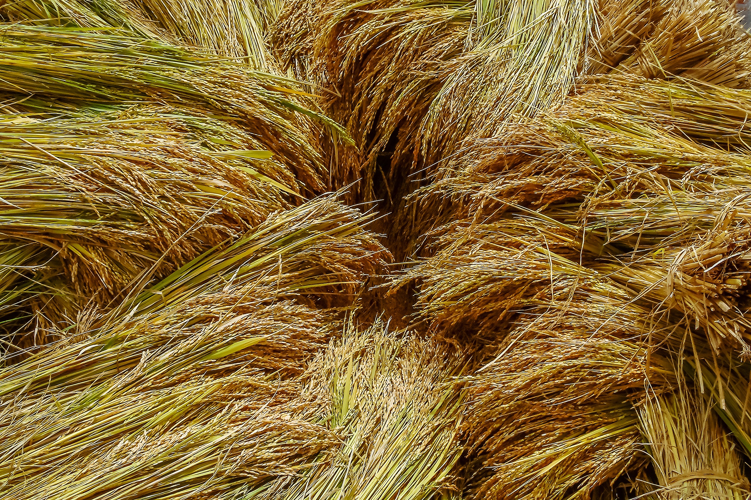 The Long, Leguminous Quest to Give Crops Nitrogen Superpowers