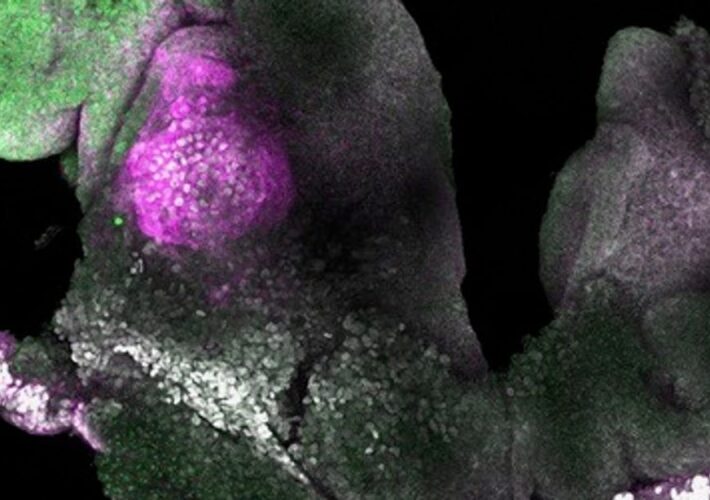 Scientists Create Synthetic Mouse Embryos That Develop Brains, Beating Hearts Scientists Create Synthetic Mouse Embryos That Develop Brains, Beating Hearts