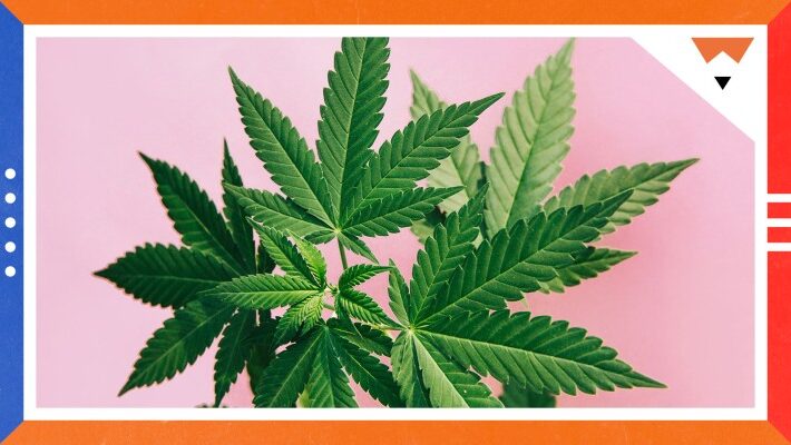 Why Conservative Voters Support Liberal Ballot Measures