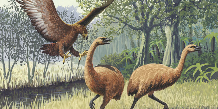How a giant eagle came to dominate ancient New Zealand How a giant eagle came to dominate ancient New Zealand