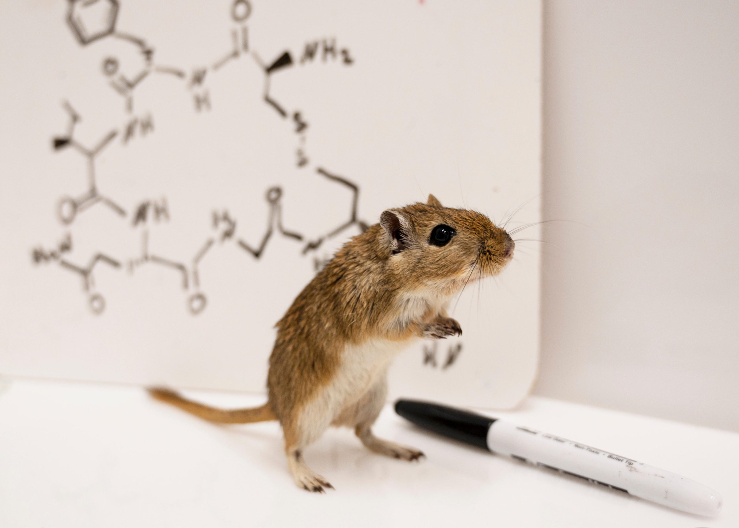 Study Finds That Testosterone Promotes “Cuddling”